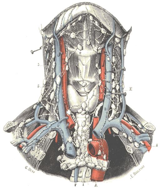 Anatomie Du Cou