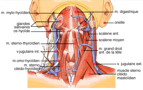 Anatomie Du Cou