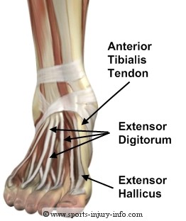 Ankle Extensor Tendons