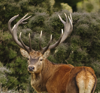 Argentina Red Stag Hunting Outfitters