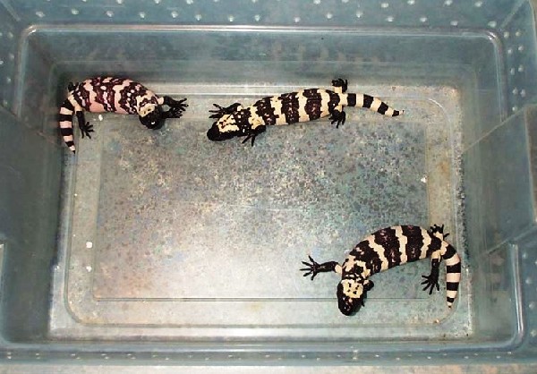 Baby Gila Monster Pictures