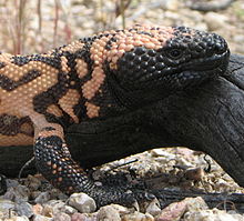 Baby Gila Monster Pictures