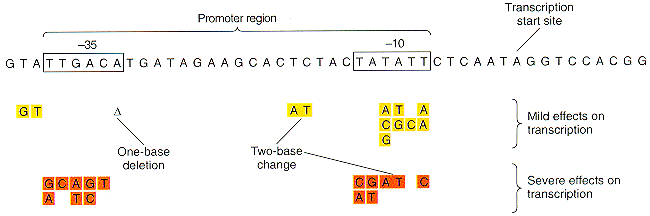 Base Substitution Mutation Example