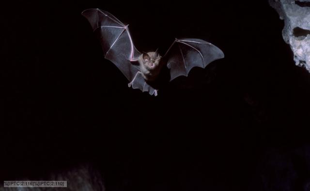 Bats Using Ultrasound