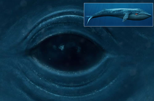 Blue Whale Pictures And Facts