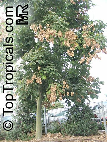 Chinese Parasol Tree For Sale