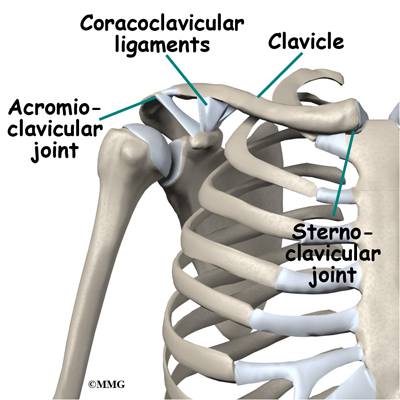 Clavicle Anatomy