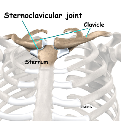 Clavicle Anatomy