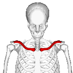 Clavicle Anatomy Animation