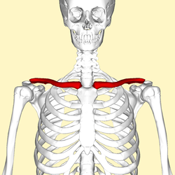 Clavicle Anatomy Animation