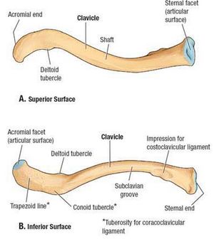 Clavicle Anatomy Diagram
