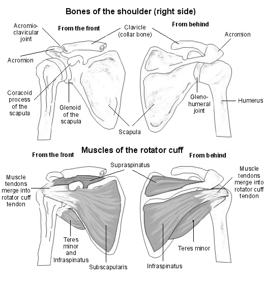 Clavicle Anatomy Diagram