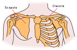 Clavicle Anatomy Images