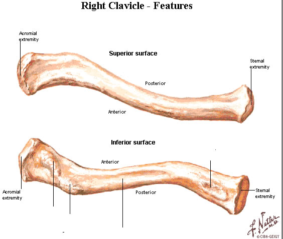 Clavicle Anatomy Quiz