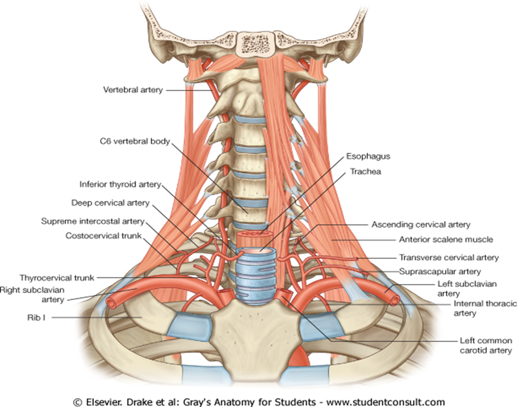 Clavicle Anatomy Video
