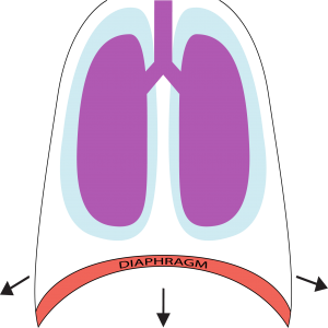 Costal Diaphragm