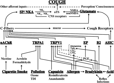 Cough Reflex Trachea