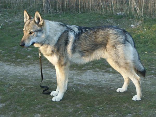 Czech Wolf Dog Puppies