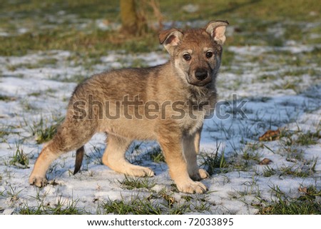 Czech Wolf Dog Puppies