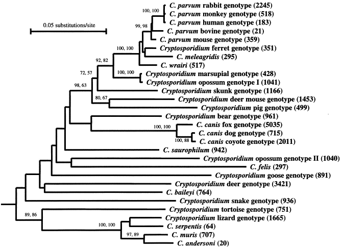 Examples Of Parasites And Hosts Relationship