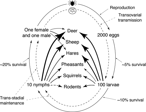 Examples Of Parasites And Hosts Relationship