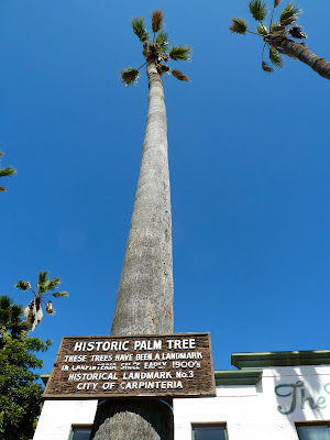 Giant Parasol Tree