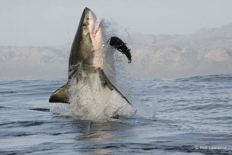 Great White Shark Facts Video