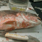 Hemorrhagic Septicemia Fish