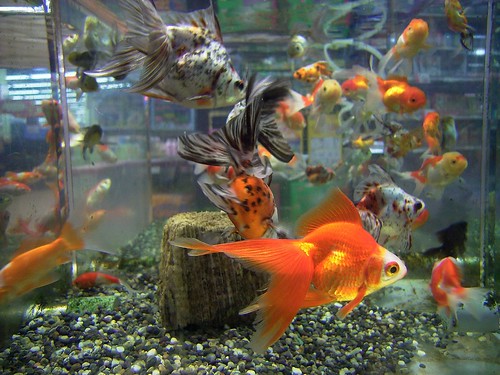 Hemorrhagic Septicemia Goldfish