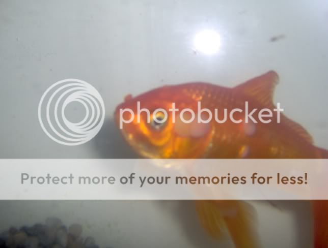 Hemorrhagic Septicemia Goldfish