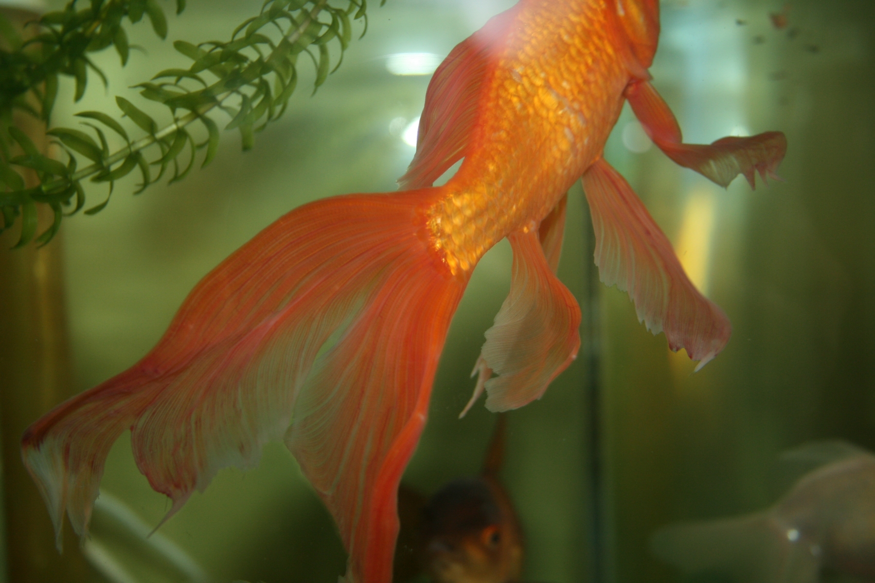 Hemorrhagic Septicemia Goldfish