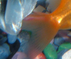 Hemorrhagic Septicemia Goldfish