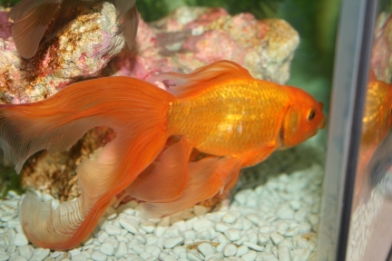 Hemorrhagic Septicemia Goldfish