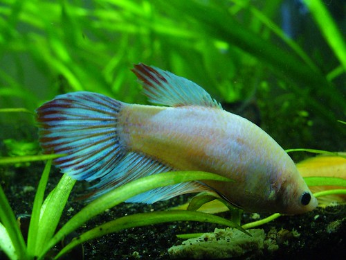 How To Treat Internal Parasites In Fish
