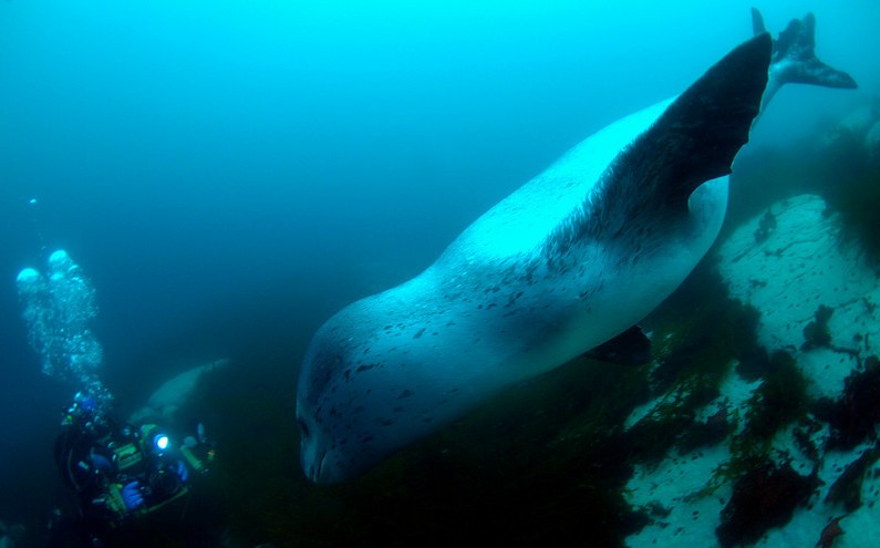 Huge Leopard Seal
