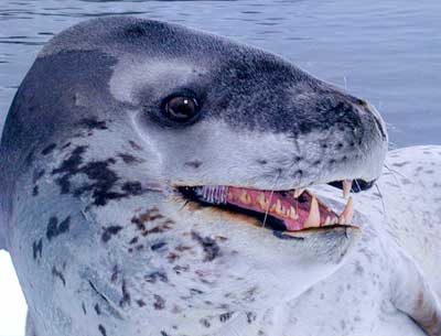Huge Leopard Seal