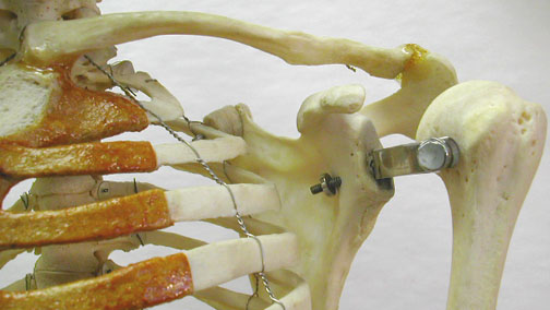 Human Clavicle Anatomy