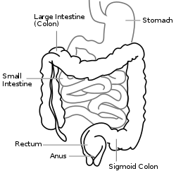 Human Intestine Length Average