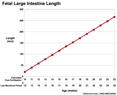 Human Intestine Length Average
