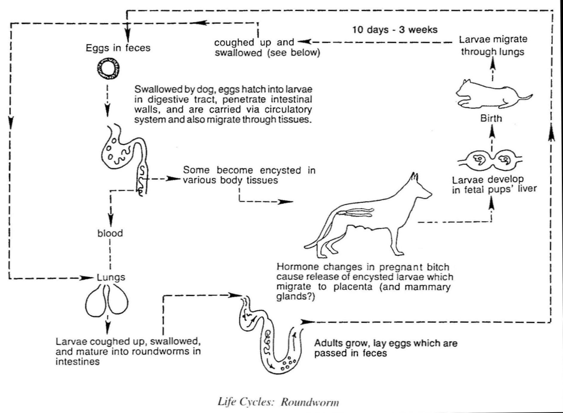 Internal Parasites In Dogs