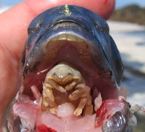Internal Parasites In Fish