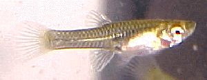 Internal Parasites In Fish Treatment
