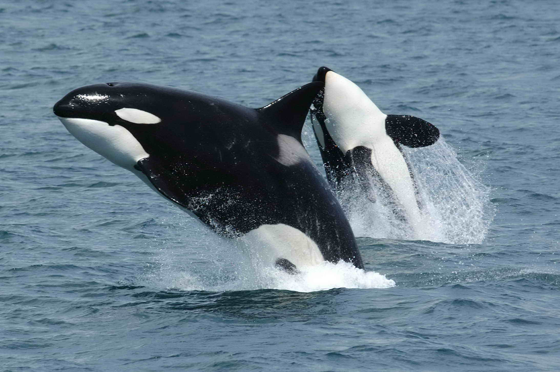 Killer Whales Pictures