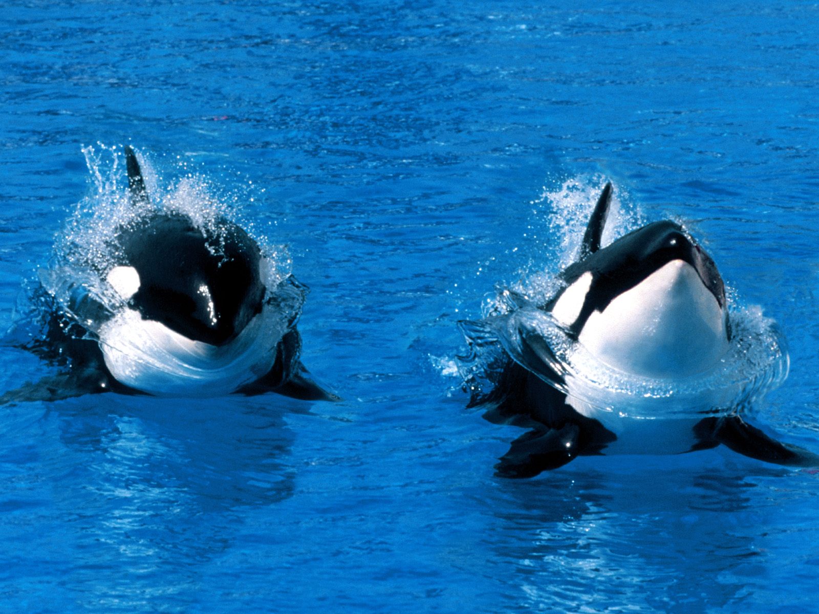 Killer Whales Pictures