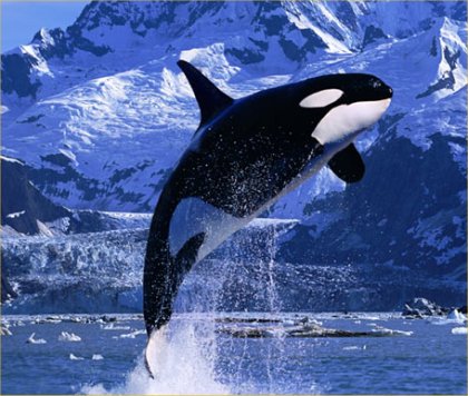 Killer Whales Pictures And Facts
