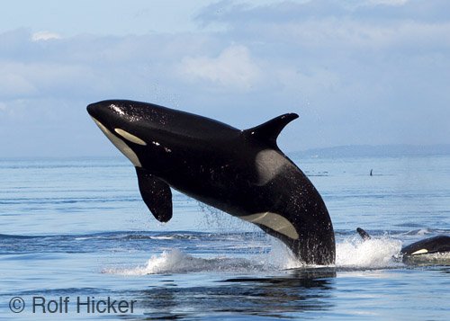 Killer Whales Pictures And Facts