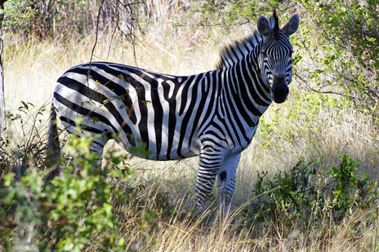 La Zebra