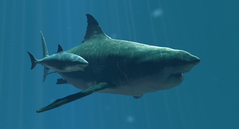 Megalodon Real Pictures