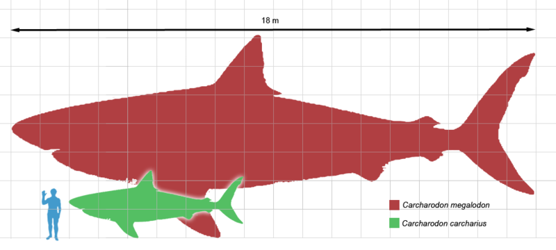 Megalodon Real Pictures