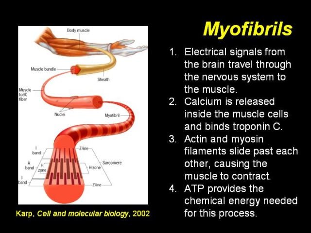 Myofibril Contraction